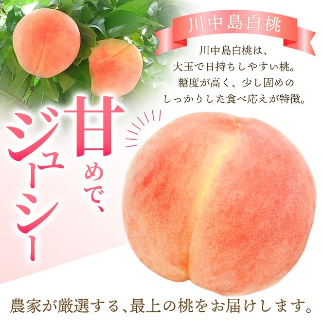 【予約受付】こだわり農家厳選 川中島白桃 和歌山産の桃 <大玉特秀品> 嬉しい食べきり容量 3玉 2026年7月末頃～2026年8月末頃に順次発送予定（お届け日指定不可）/ 桃 もも 川中島 白桃 フ