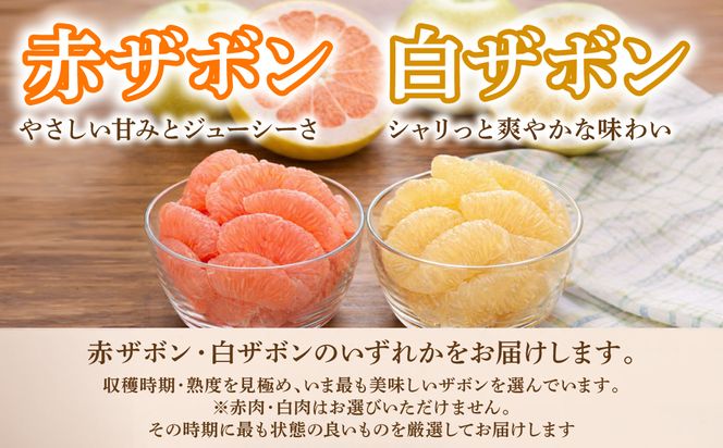 【先行予約】 【訳あり】 八代ザボン (赤肉または白肉) 約5kg (3～6玉)  果物 くだもの 果汁 柑橘 おやつ フルーツ デザート 熊本県 八代市 【2026年11月上旬より順次発送】