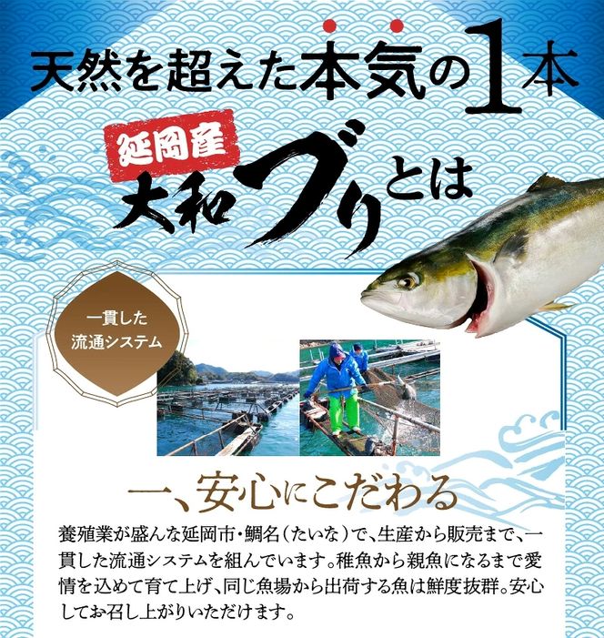 まるごと一本！大和ブリ 原魚約5kg N072-YC816