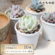 【伊賀焼の鉢がセット】色づきの美しい多肉植物・お任せ多肉セット（10株）・伊賀焼　スリット入りオリジナル陶器鉢 3号 1セット 多肉植物 多肉 植物 家庭菜園 初心者 簡単 伊賀焼 陶器鉢 美しい 色鮮やか 三重県 名張市