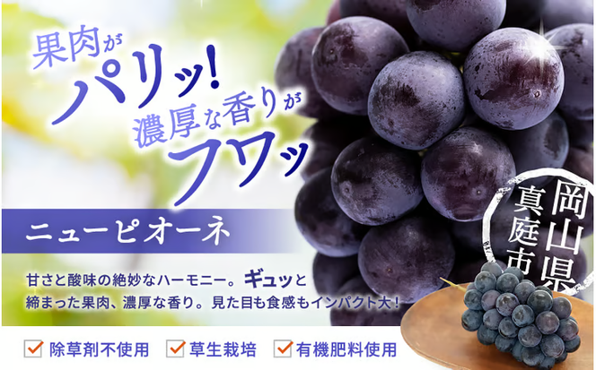 【2026年先行予約】 シャインマスカット&ニューピオーネ 1kg～1.5kg（2房） 2026年9月中旬～ 受付順に発送予定 贈答用にも 花笑み農園 ぶどう 岡山 真庭 ピオーネ 詰め合わせ 食べ比べ シャインマスカット 【hana007-03】