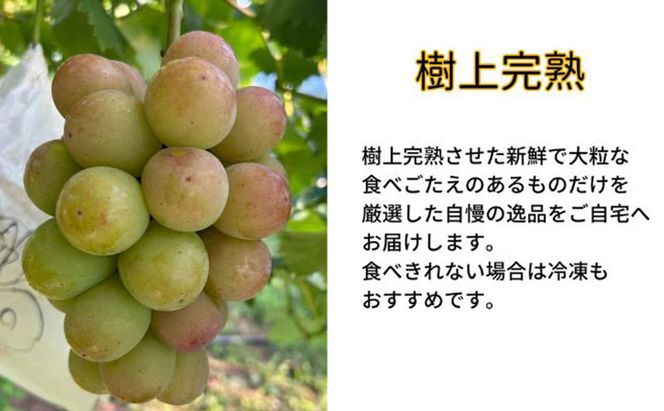 訳あり 悟紅玉  旧ゴルビー 2房 合計800g以上 産地直送 朝採れ ぶどう 葡萄 岡山 Kawahara Green Farm 岡山県産 2026年 先行予約