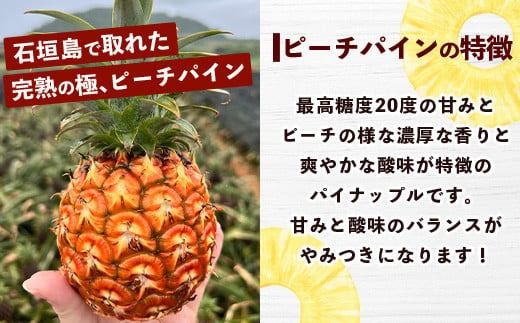 【マツコの知らない世界で絶賛！】《2026年4月～7月順次発送》【先行予約】パイナップル好きにおすすめ！満足のパイナップル2品種定期便【 沖縄 石垣 ピーチ ホワイトココ 完熟 セット フルーツ デザート 食べ比べ 定期便 TV テレビ 紹介 マツコ 】 TF-35_R8