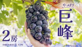 巨峰 ２房 【2026年7月上旬発送開始】(茨城県共通返礼品：大子町) ぶどう 葡萄 ブドウ フルーツ 果物 スイーツ
