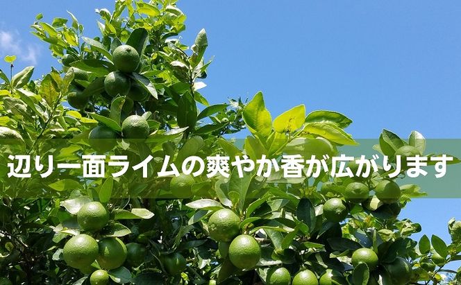 【 小豆島 】 瀬戸内産 豊島ライム 約5kg 柑橘 爽やか 豊島 瀬戸内 香川 香川県 土庄 土庄町
