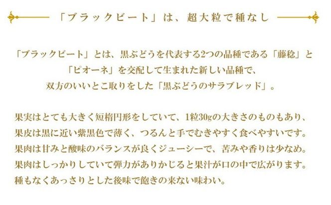 ぶどう 2026年 先行予約 ブラックビート 約2kg 3～6房 ブドウ 葡萄 岡山県産 国産 フルーツ 果物 ギフト 岡山のぶどう 岡山の果物 デザート 食後 種無し 大粒 甘味 酸味 バランス