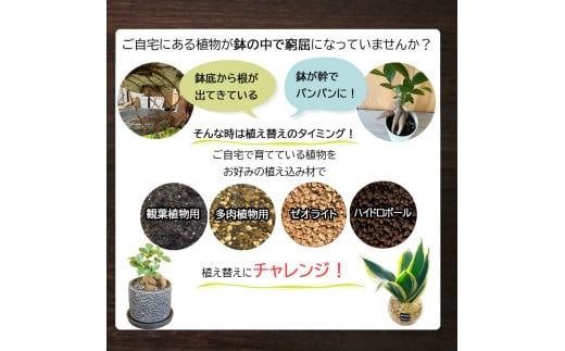 E101 培養土　【植え替え土セット】　観葉植物の土　4号