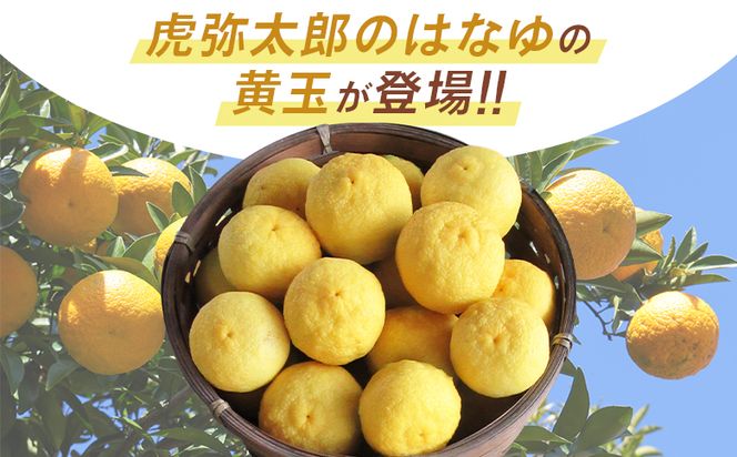 【2026年11月以降順次配送】虎弥太郎 はなゆ黄玉 16パック -  国産 ゆず 柚子 ユズ 花柚子 柑橘 香酸柑橘 果物 花皮果汁 フルーツ 果実 料理 酒 ハイボール 焼酎 アレンジ 焼き魚 小分け hy-0004