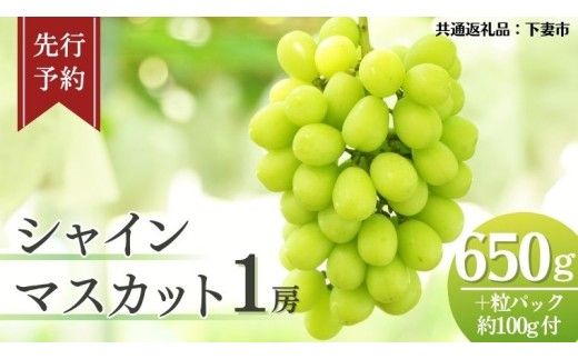  《 先行予約 》 シャインマスカット 1房 ( 約650g + 粒パック 約100g付 )【2026年8月下旬頃発送開始】 ( 共通返礼品：下妻市 )フルーツ 果物 マスカット ぶどう 葡萄 ブドウ 旬 国産 産地直送 化粧箱 ギフト 【石﨑ぶどう園】 [DT001us]
