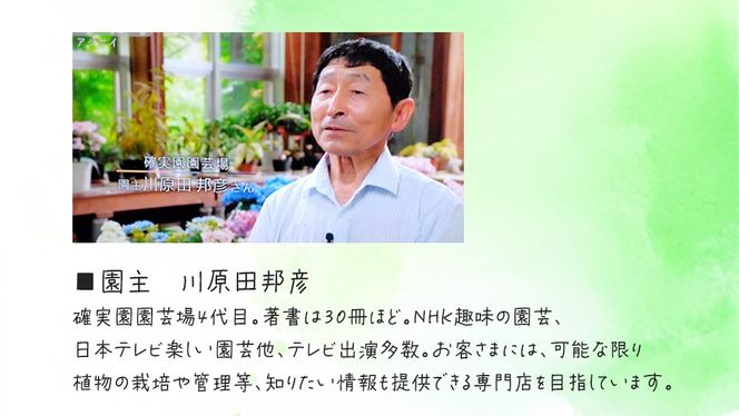 ≪先行予約≫アジサイ 【 おまかせ 1点 】【2026年4月上旬頃より発送開始】 植物 花 インテリア フラワー 紫陽花 お花 園芸 初夏 梅雨 ガーデニング [BG007us]