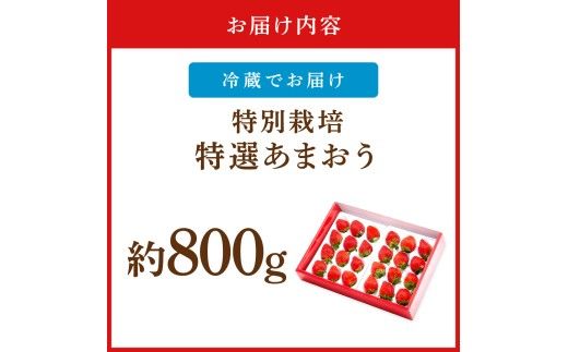【先行予約受付中】【2026年12月以降順次発送】特別栽培特選あまおう800g【うるう農園】_AS1970-00