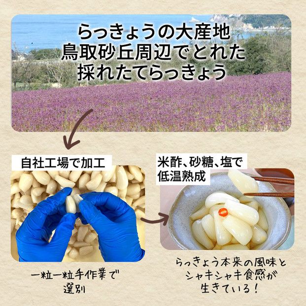 【業務用】鳥取県産砂丘らっきょう　500ｇ×2 322032_BS010