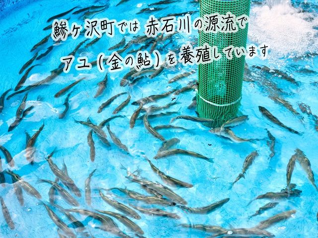 子持ち鮎 5尾 2パック セット 詰め合わせ 赤石川の金の鮎 真空冷凍パック 冷凍 鮎 あゆ アユ 魚 川魚 魚介 魚介類 海鮮 海鮮セット おかず おつまみ つまみ お酒のつまみ 酒のつまみ 夕飯 青森 青森県 鰺ヶ沢町