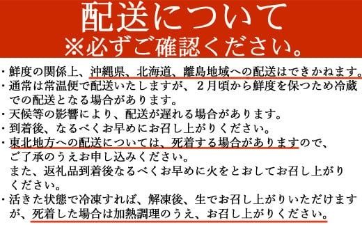 【捌き方レシピ・軍手付き】活きイセエビ漁師直送！！600g以上（1～2尾、1~2人前）伊勢エビ 伊勢海老 えび 産地直送 送料無料 エビフライ 刺身 高知県 室戸市