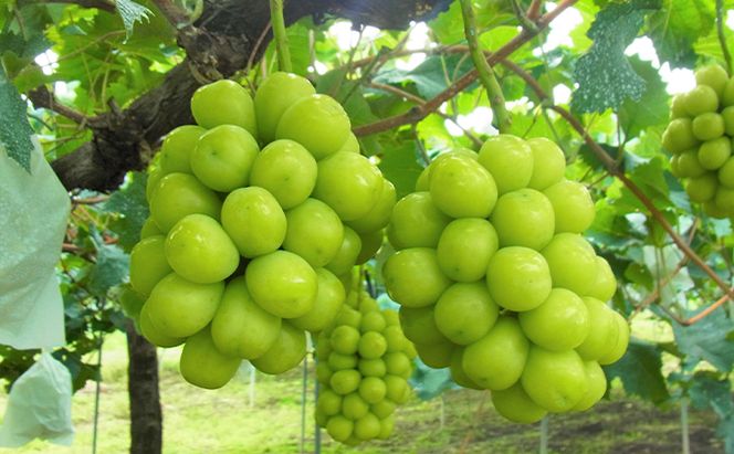 シャインマスカット 1房 700g以上 葡萄 フルーツ 岡山 高梁市産 こあに葡萄園 2026年 先行予約 果物類 ぶどう ブドウ 