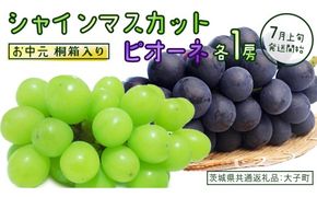 【 お中元 桐箱入り 】 シャインマスカット & ピオーネ (各１房) 【2026年7月上旬発送開始】(茨城県共通返礼品：大子町) ぶどう 葡萄 マスカット フルーツ 果物 贈答用 ギフト 贈り物