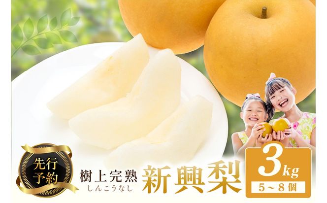 【先行予約】樹上完熟 新興梨 3kg（5～8個）（2026年10月下旬～発送） フルーツ 梨 先行予約 完熟 京都 ふるさと納税 新興梨　BF00024