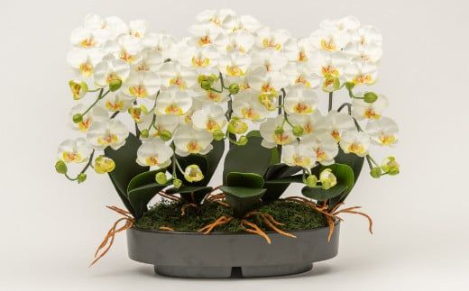 ArtificialFlower『NAGOMI』　光触媒胡蝶蘭「雅(みやび)」【選べるカラー】白黄／白赤／絞りピンク  F-142