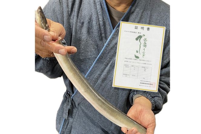 ブランド鰻【でしこ】 うなぎ 国産 静岡 太鰻 蒲焼 太串 110g 4串 計440g [ヤママツ村田商店 静岡県 吉田町 22424604-b] 鰻 ウナギ unagi 蒲焼き 鰻蒲焼き 雌鰻 雌 メス でしこ 養鰻 静岡県産 真空パック 冷凍