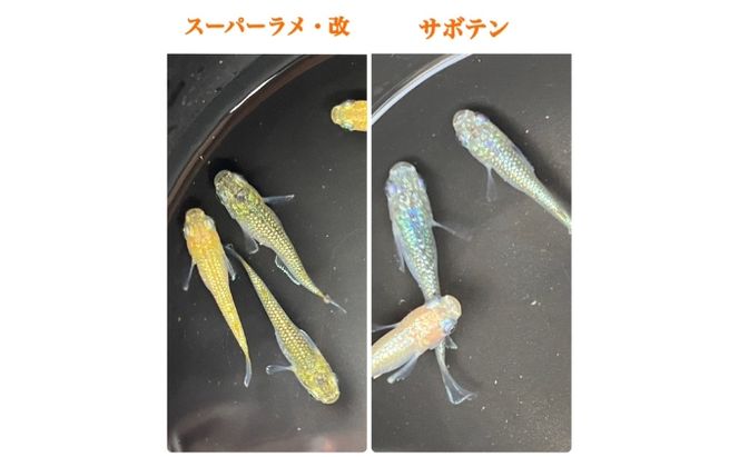 菊まるめだかの【ラメラメめだか３種セット】計15匹 生き物 生体 魚 観賞魚 アクアリウム サファイア サボテン サボラメ スズラン スーパーラメ 改 天界 若魚 