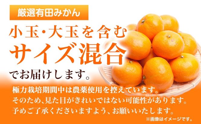 ＜先行予約＞厳選　完熟有田みかん2.5kg+75g（傷み補償分）【光センサー選果】 池田鹿蔵農園@日高町（池田農園株式会社）《11月中旬-1月末頃出荷》和歌山県 日高町【配送不可地域あり】---wsh_idn38_11c1m_24_7000_2500g---