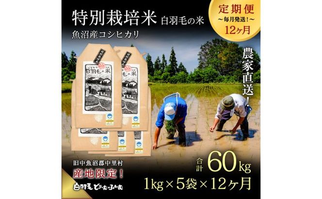 【通年受付】≪令和8年産≫【定期便／全12回】農家直送！魚沼産コシヒカリ特別栽培「白羽毛の米」精米(1kg×5袋)×12回 60kg お米
