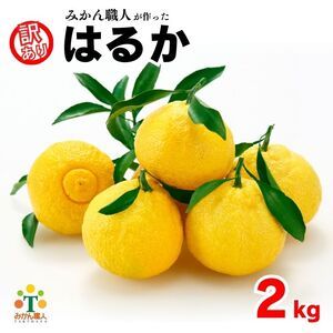 【先行予約】 訳あり はるか 2kg なくなり次第終了 フルーツ 果物 みかん 柑橘 かんきつ 期間限定 みかん 蜜柑 冬 糖度 みかん職人武田屋