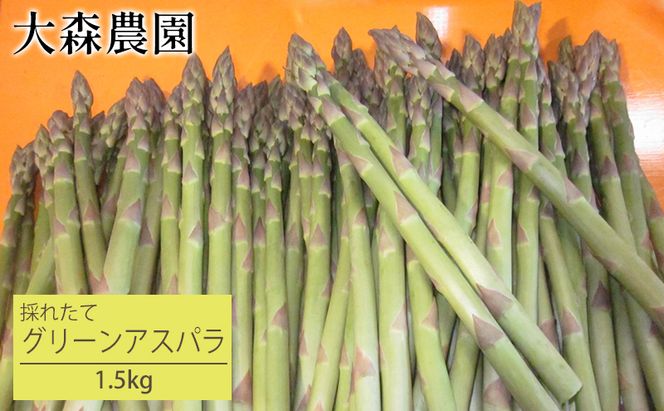 [先行受付] 北海道 仁木町産 グリーンアスパラ 1.5kg アスパラ 新鮮 野菜 食材 春野菜 旬の野菜 北海道産 北海道野菜 国産 日本産 [大森農園]