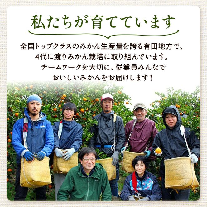 〈定期便〉【10・11・12月 全3回】極プレミアム 有田みかん定期便 5kg+250g （傷み補償分） ※北海道・沖縄・離島への配送不可