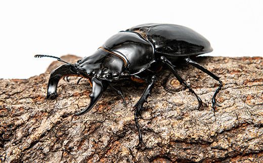 【1セット限定！】完璧育成！「タランドゥスオオツヤクワガタ」 G-233