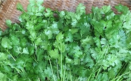 糸島産 パクチー 600g ( 100g × 6袋 )   糸島市 / MURA FARM [AFD001] 国産 パクチー エスニック アジアン オーガニック野菜