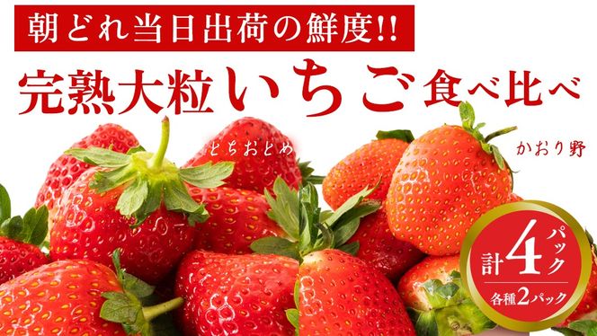 y錧}szn  E ƂƂ Hה 4pbN s\ 嗱 C`S   t[c ʕ [AF088ci]