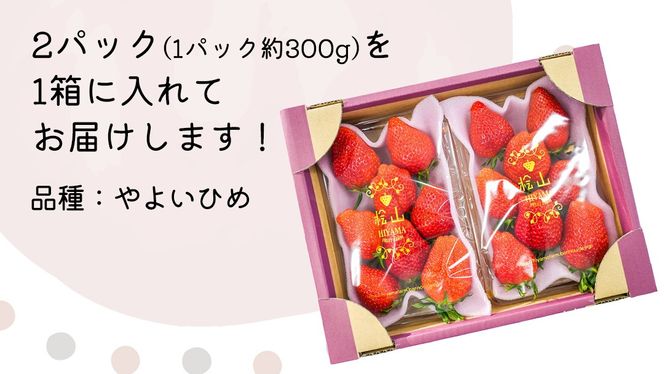 「食べチョクいちごグランプリ2026」味わい部門「ザ・ジューシー賞」 やよいひめ ( 2パック ) 特大 デラックス サイズ 【 2026年1月から発送開始 】 ( 茨城県共通返礼品 : 常陸太田市 ) 約 300g × 2 パック やよいひめ ヤヨイヒメ 弥生姫 いちご 数量限定 果物 くだもの フルーツ 苺 イチゴ 期間限定 [ES012us]