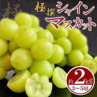 極撰！シャインマスカット 約2kg 3～5房 シャインマスカット ぶどう 葡萄 ブドウ フルーツ 果物 くだもの 香川県 丸亀市