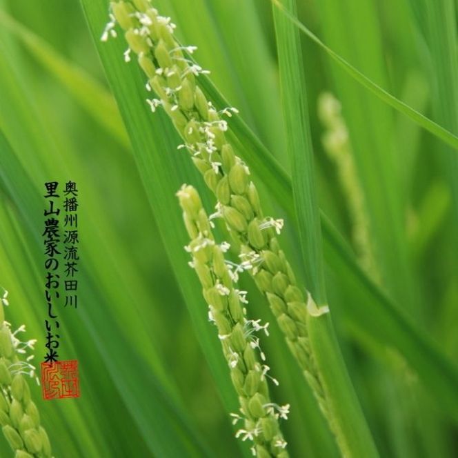 米 【令和8年産 予約受付】 ヒノヒカリ 10kg 精米 奥播州源流 芥田川産 芥田川 農家直送 10キロ 国産米 ひのひかり 贈り物 喜ばれる お米ギフト おいしいお米 お祝い 内祝い 贈答 美味しい おいしい 