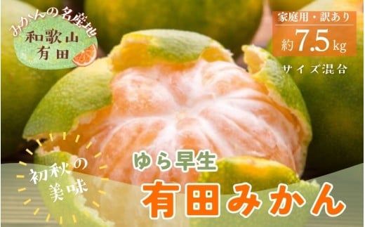 【初秋の美味】有田育ちのご家庭用ゆら早生有田みかん　約7.5kg+200g(傷み補償分)【サイズ混合】【2026年10月中旬～11月上旬頃に順次発送予定】【ard255】