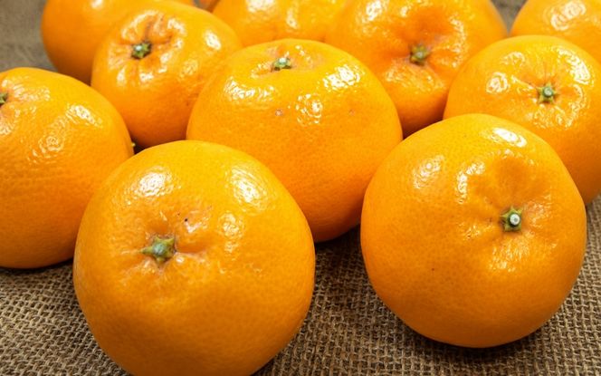 はるみ 約4kg/サイズおまかせ　※2027年1月下旬～2027年3月中旬頃に順次発送予定(お届け日指定不可)　紀伊国屋文左衛門本舗　【kztb460B】