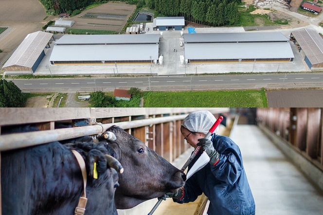 ミルキークイーン （精米） 5kg（5kg×1袋） ＜令和8年産 新米受付＞ 大進農場 秋田県 男鹿市 [新米 先行受付 ミルキークイーン お米 白米 米どころ 秋田 秋田県産 男鹿市]|23_dsf-100501s