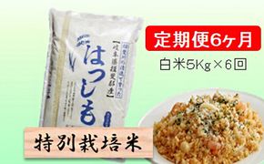 定期便 6カ月【 令和8年産 】毎月  白米 5kg【 ハツシモ 】