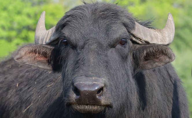 デザート感覚で食べる「湖水地方牧場の白いチーズとオリジナルバウムクーヘン」のペアリング提案 お菓子 スイーツ 乳製品 焼き菓子 セット 熟成 フレッシュチーズ 北海道産 おやつ 