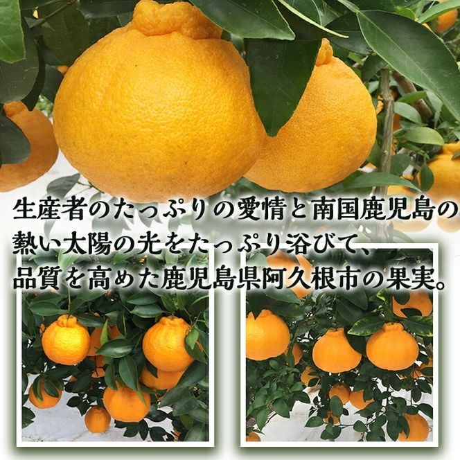 数量限定！阿久根市で生まれたオリジナル品種「大将季」(約5kg・15～24玉) 果物 フルーツ 柑橘 果実 ハウス栽培 ギフト【鹿児島いずみ農業協同組合】akn018-22