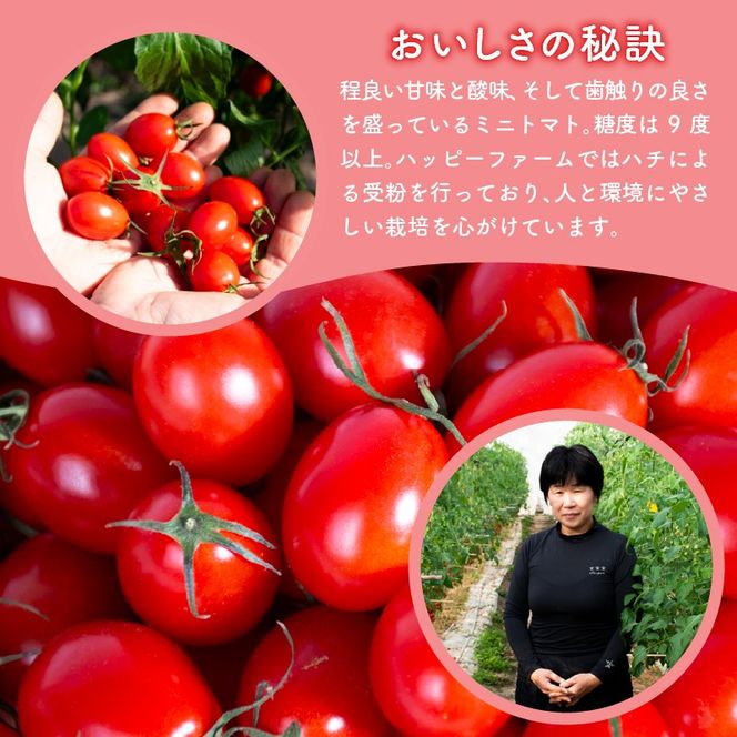 【先行予約】ハッピートマト 選べる 1～3kg とまと 1kg 2kg 3kg トマト 新鮮 野菜 完熟 高糖度 先行受付 甘い ミニトマト プチ 旬 国産 おかず 惣菜 リコピン ビタミン 美容 美肌 生野菜 フルーツトマト プラム型 糖度9～12度 濃厚 酸味 サラダ パスタ スープ てんぷら 料理 ミネラル 常温配送 1月下旬 安芸市 高知県