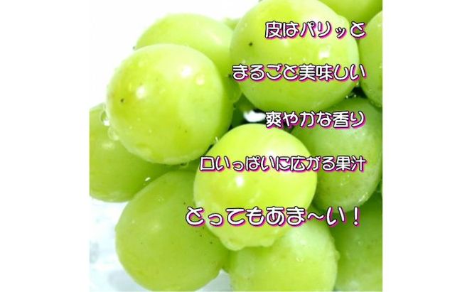 ぶどう 2026年 先行予約 シャイン マスカット 【9月上旬～順次発送分】約2kg 糖度抜群！ ブドウ 葡萄  岡山県産 国産 フルーツ 果物 ギフト 果物類 