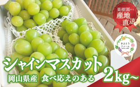【2026年先行予約】シャインマスカット3～5房/計2kg~ 【上級品】 贈答用にもOK (岡山県真庭市産)【KF-B016-03】