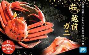 かに 訳あり 茹で 越前ガニ 約600g～700g未満1杯 ボイルカニ ボイル 魚介類 年末配送