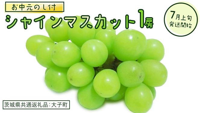 【 お中元 熨斗付き】 シャインマスカット １房 【2026年7月上旬発送開始】(茨城県共通返礼品：大子町)  ぶどう 葡萄 ブドウ マスカット フルーツ 果物 贈答用 ギフト 贈り物