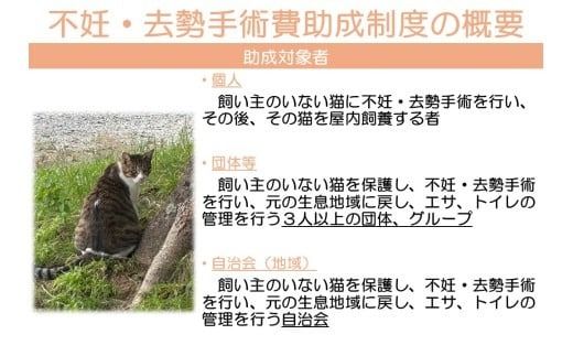 K012 飼い主のいない猫の不妊去勢手術支援～不幸な命を増やさないために～