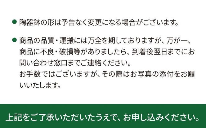 キラキラ輝く砂漠の宝石 『ハオルチア・オブツーサ』 糸島市 / cocoha?観葉植物 グリーン 緑 インテリア[AWB043]