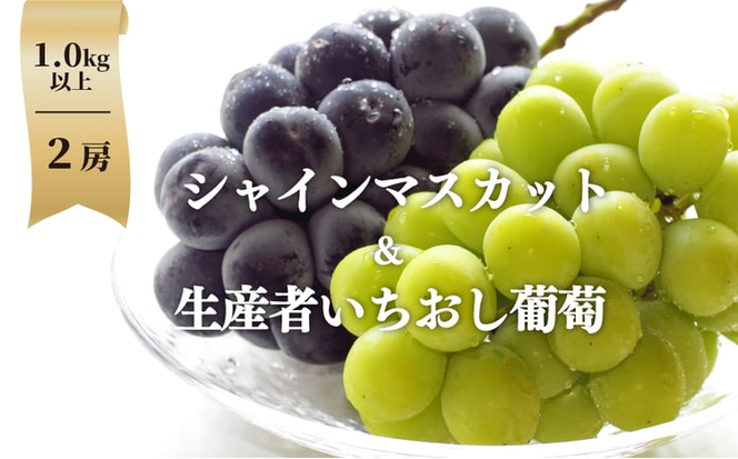 【2026年先行予約】シャインマスカット＆生産者いちおし葡萄 ２房/計1.0kg~ (岡山県産) 【KF-B010-04】