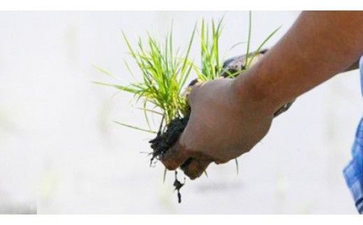 精米 百笑米 「 天の恵 」 有機栽培 ミルキークイーン 10kg R7年産 米 コメ 茨城県 単一米 [AC010ci]